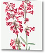 Parry's Penstemon Flowers. Bymary Vaux Walcott Metal Print