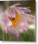 Pasque Flower In The Wind Metal Print