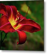 Passion For Red Daylily Metal Print