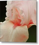 Peach Pink Iris Flower For Spring Metal Print
