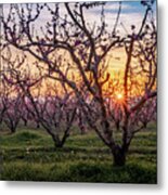 Peach Trees In Blossom At Sunset Metal Print
