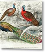 Peacock And Pheasants Metal Print