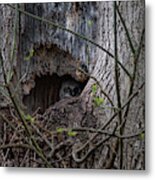 Peaking Out Cautiously Metal Print