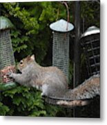 Peanuts Attract. Metal Print