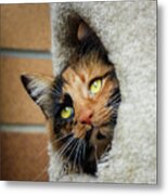Peeping Tom Cat Metal Print