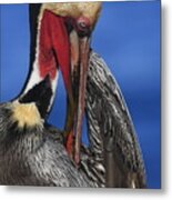 Pelican In Breeding Colors Metal Print
