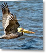 Pelican In Flight Metal Print