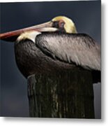 Pelican On A Pole Metal Print