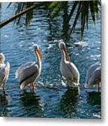 Pelican Party Metal Print