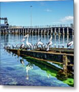 Pelicans At Kingscote Jetty, Kangaroo Island Metal Print
