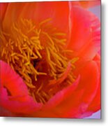 Peony Blossoms In Spring 3 Metal Print