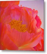 Peony Blossoms In Spring 8 Metal Print