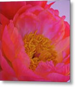 Peony Blossoms In Spring Metal Print