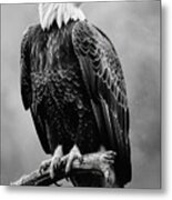 Perched Bald Eagle 2 Metal Print