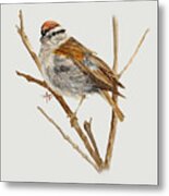 Perched Chipping Sparrow Metal Print