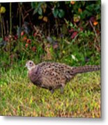 Pheasant Hen Metal Print