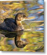 Pied-billed Grebe In Autumn Light Metal Print