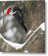 Pileated Woodpecker 2 Metal Print