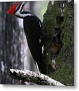 Pileated Woodpecker 3 Metal Print
