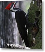 Pileated Woodpecker 4 Metal Print