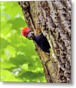 Pileated Woodpecker Chick Metal Print
