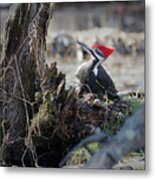 Pileated Woodpecker Feeding Metal Print