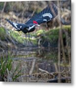 Pileated Woodpecker Takes Off-vertical Metal Print