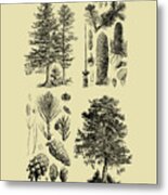 Pine Tree Diagram Metal Print