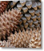 Pinecone Collection Metal Print