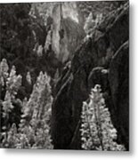 Pines And Pinnacles Metal Print