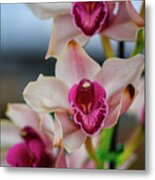 Pink And White Cymbudium Clarisse Orchid Metal Print