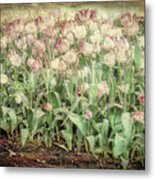 Pink And White Tulips Metal Print