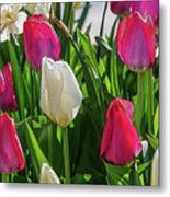 Pink And White Tulips Painterly Metal Print