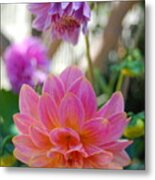 Pink And Yellow Dahlias 1 Metal Print