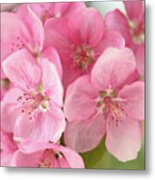 Pink Blossoms Metal Print