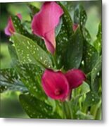 Pink Calla Lilies Metal Print