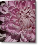 Pink Chrysanthemum 2 Metal Print