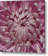 Pink Chrysanthemum 3 Metal Print