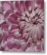 Pink Chrysanthemum Metal Print