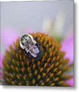 Pink Coneflower With Visiting Bee Metal Print