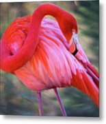 Pink Flamingo Metal Print