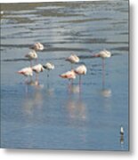 Pink Flamingos In The Natural Park Of The Po Delta Metal Print