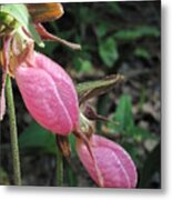 Pink Lady Slippers Metal Print