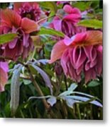 Pink Lenten Roses Metal Print