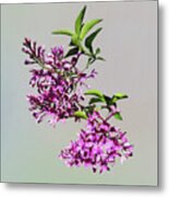 Pink Lilacs And Leaves Metal Print