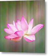 Pink Lotus Flower Metal Print