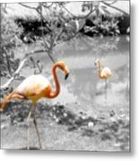Pink Orange Flamingo Photo 212 Metal Print