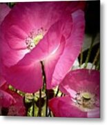 Pink Poppies Metal Print