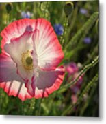 Pink Poppy Blossom Metal Print