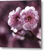 Pink Prunus Blossom Metal Print